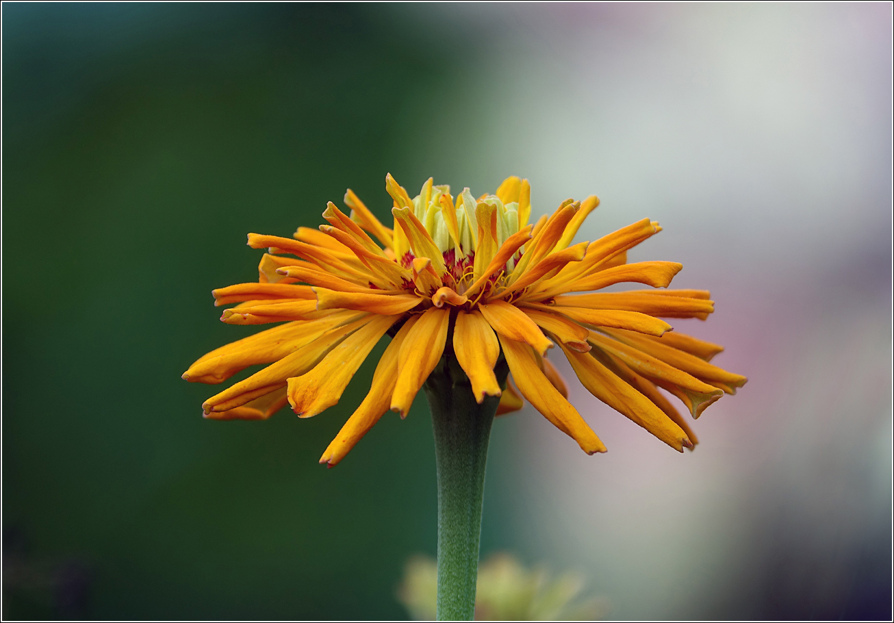 Image of Zinnia elegans specimen.