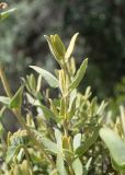 Phlomis fruticosa. Верхушка побега. Турция, пров. Мугла, р-н Даламан, округ Капукаргын, п-ов Капыдаг, бухта Явансу (Yavansu Koyu), каменистый склон. 05.05.2025.