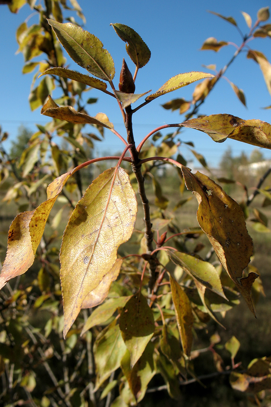 Image of Populus suaveolens specimen.