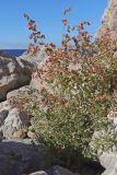 Atriplex aucheri. Плодоносящее растение. Крым, Севастополь, бухта Ласпи, приморский склон. 21.10.2025.