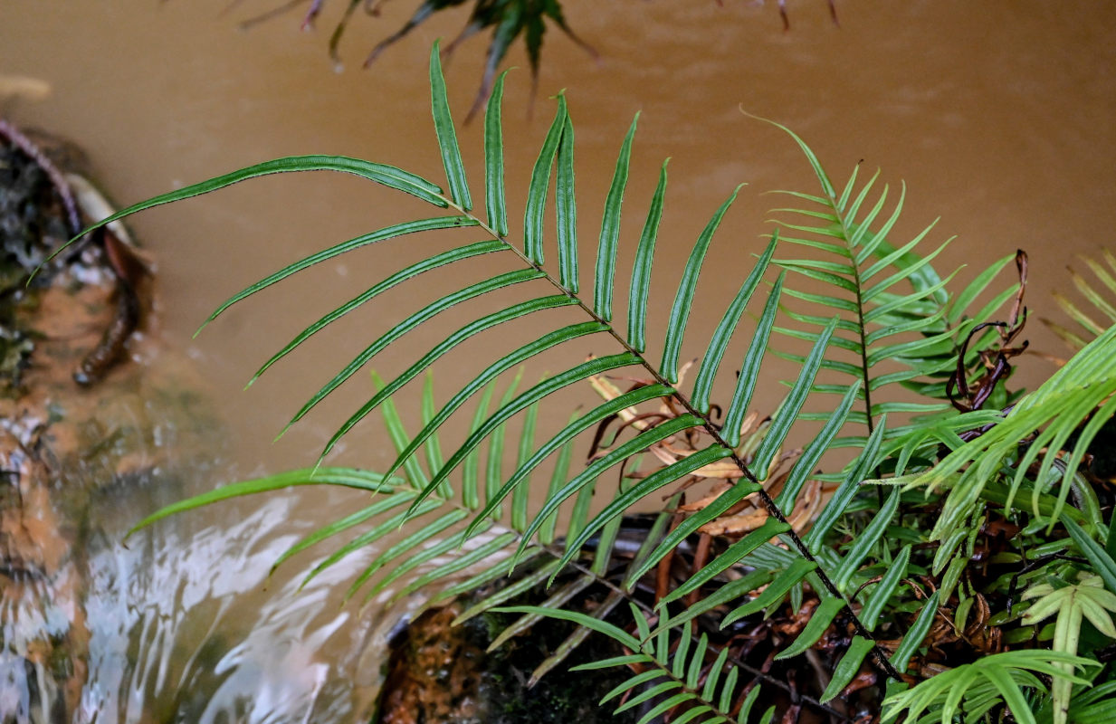 Image of Pteris vittata specimen.