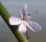 Lobelia dortmanna