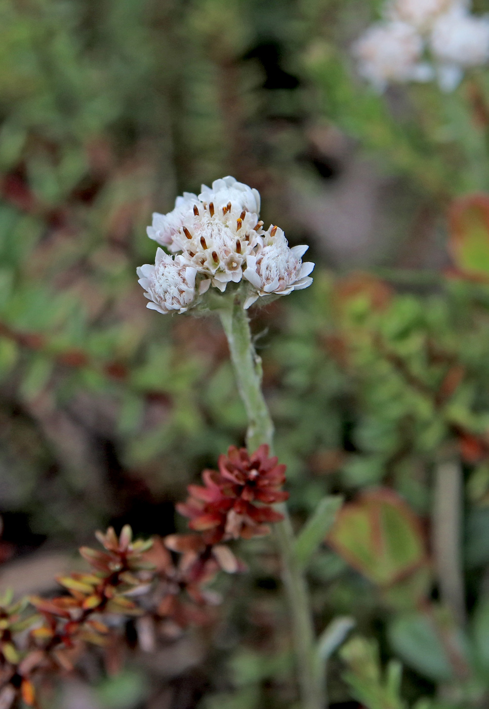 Изображение особи Antennaria dioica.