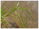 Scirpus radicans. Укореняющийся побег. Республика Татарстан, г. Казань. 07.08.2005.