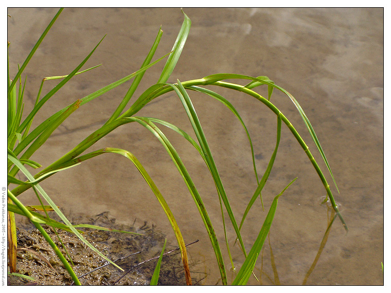 Image of Scirpus radicans specimen.