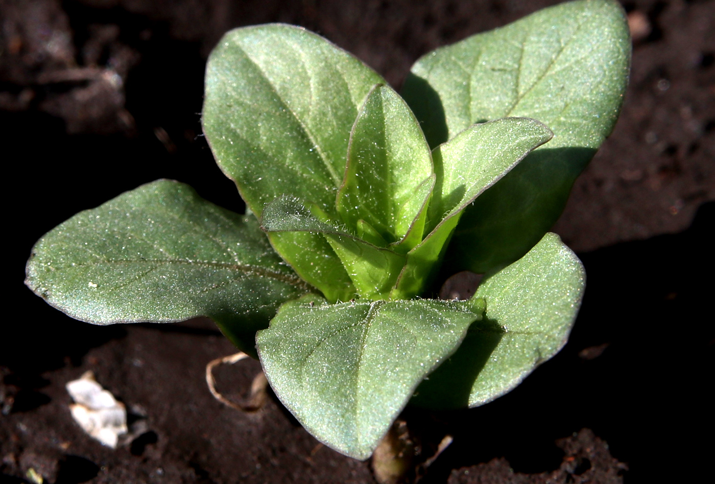 Изображение особи Physochlaina physaloides.