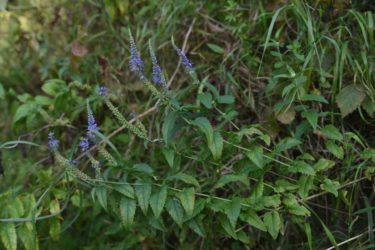 Изображение особи Veronica longifolia.