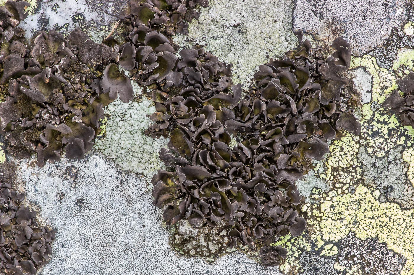 Изображение особи отдел Ascomycota.