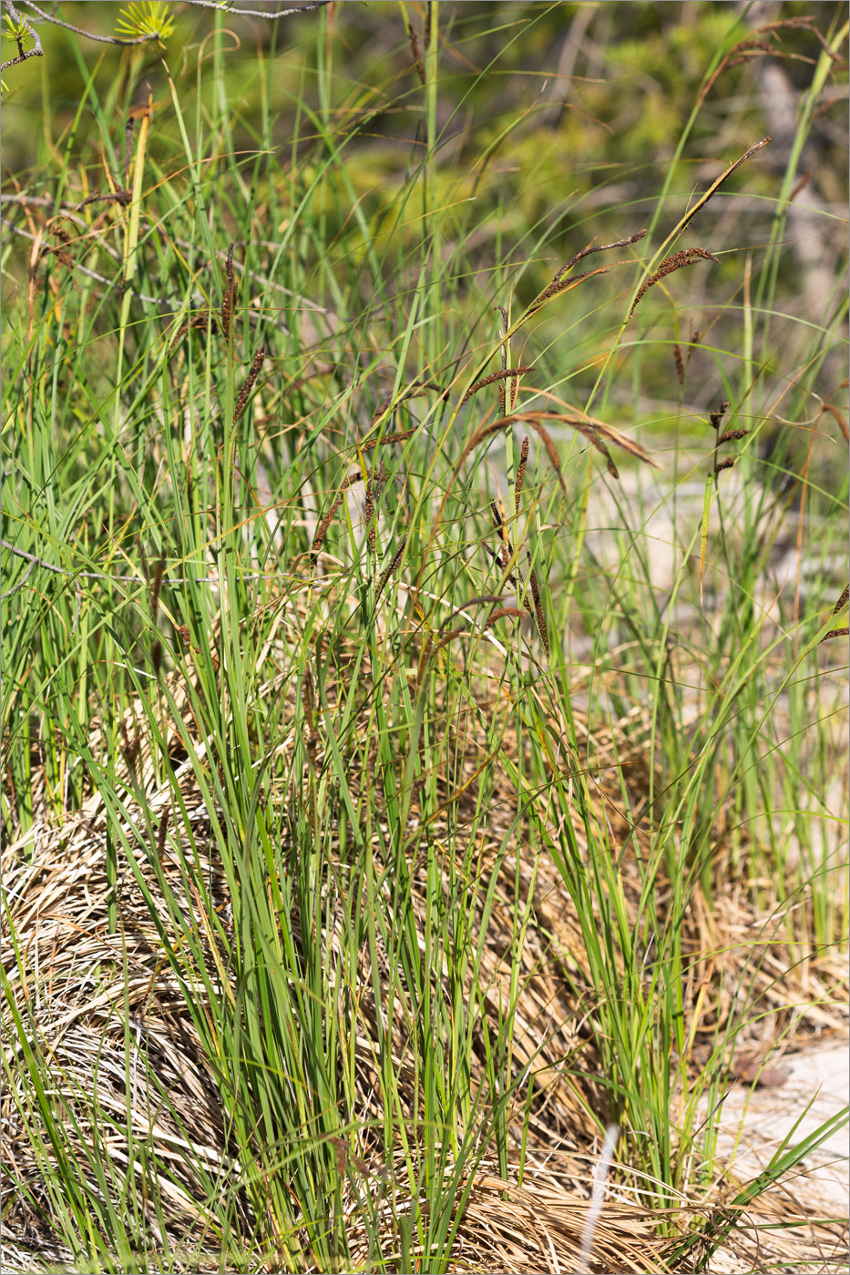 Image of genus Carex specimen.