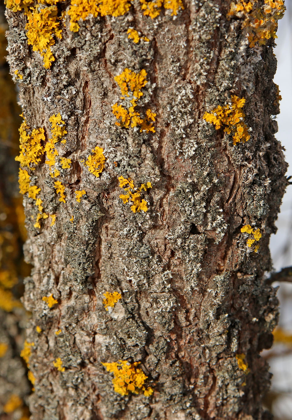 Изображение особи Ulmus minor.