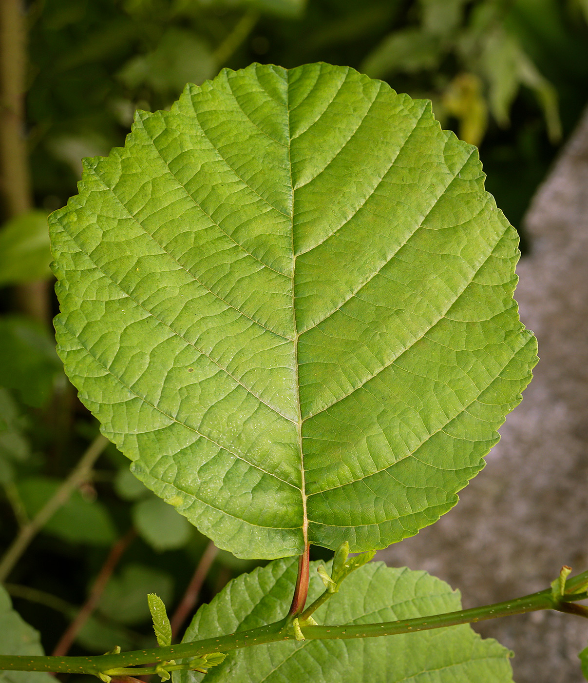 Image of genus Alnus specimen.