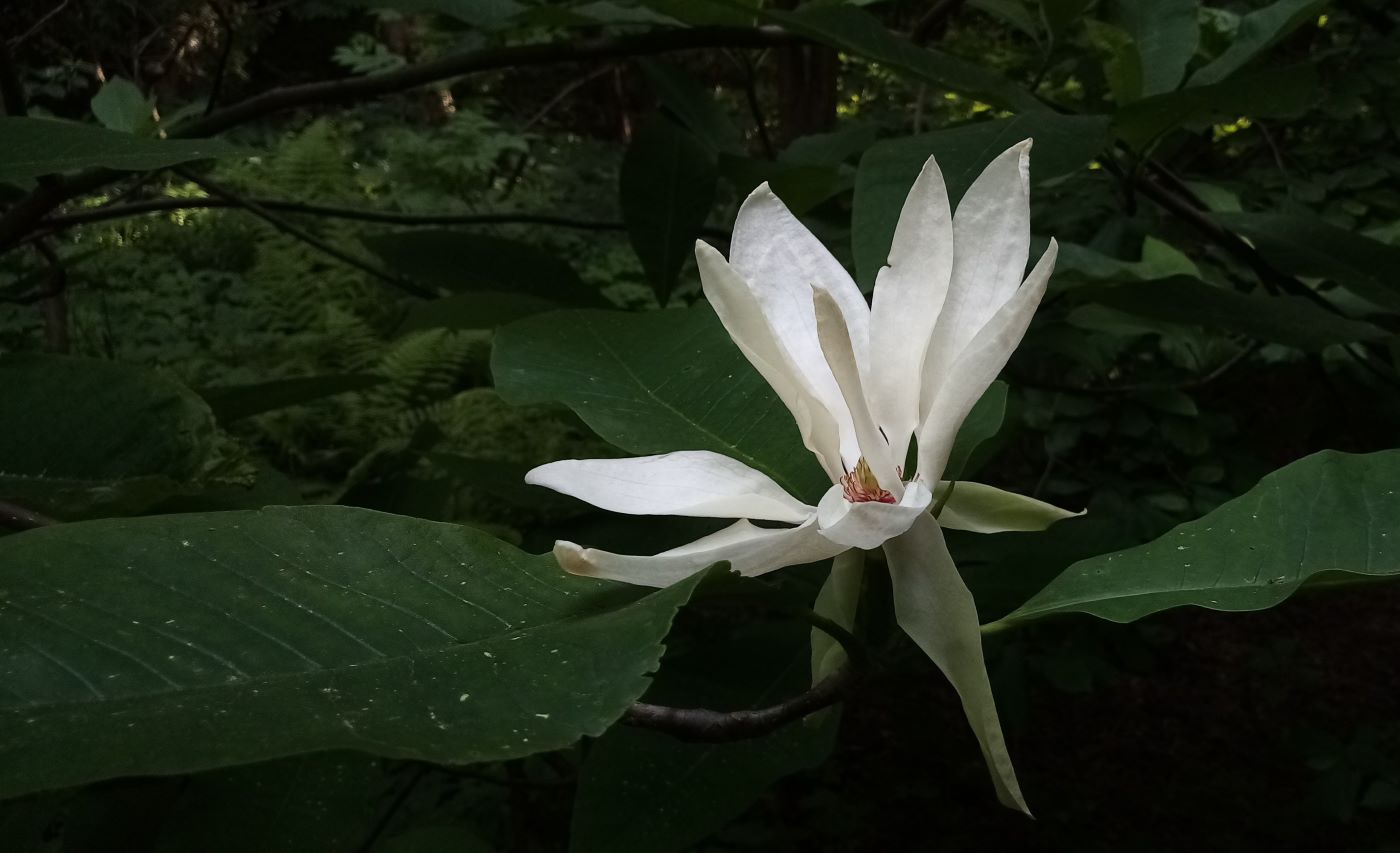 Image of Magnolia tripetala specimen.