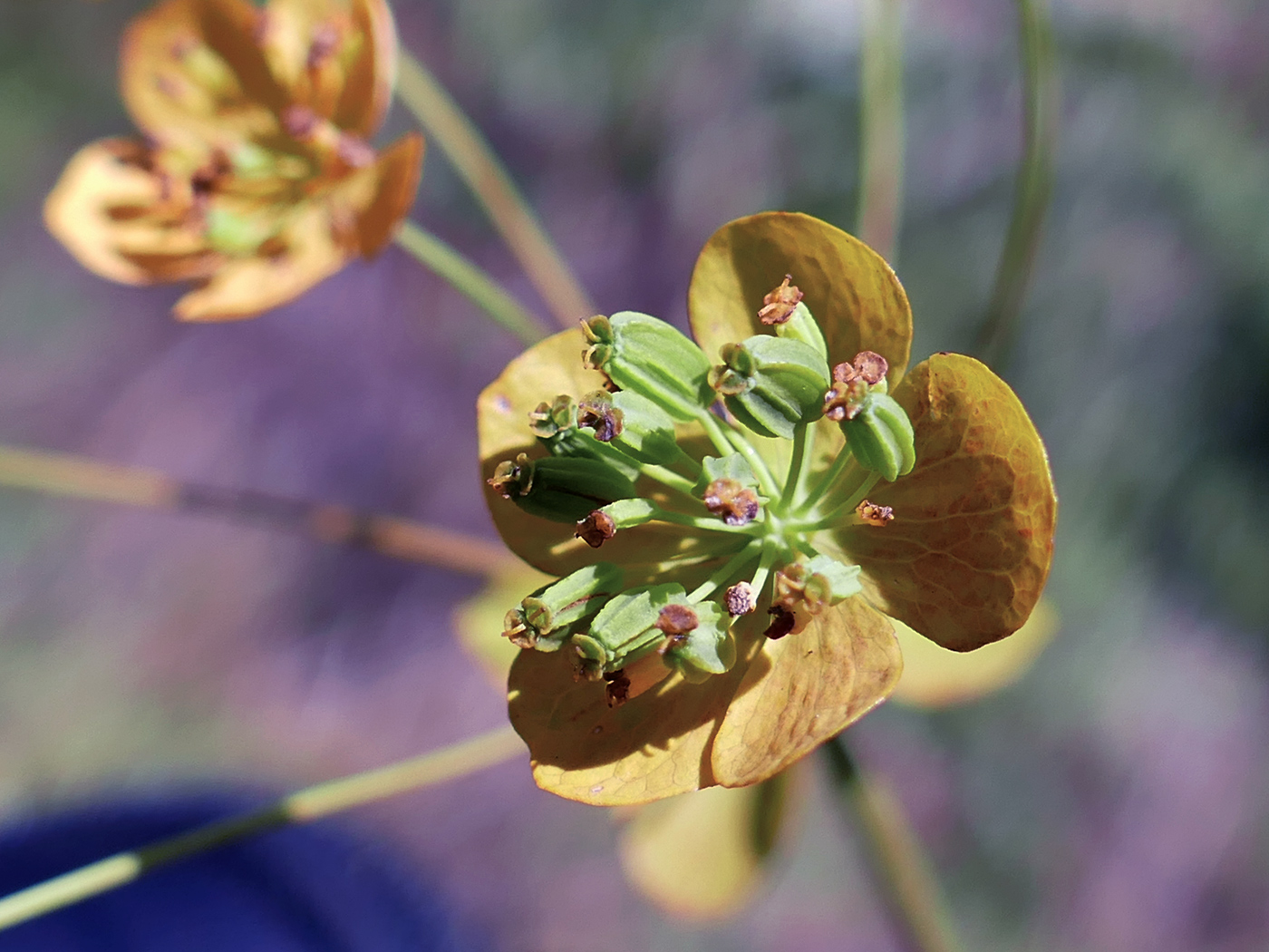 Изображение особи Bupleurum longifolium ssp. aureum.