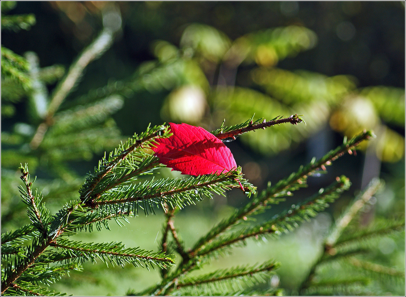 Image of Picea abies specimen.