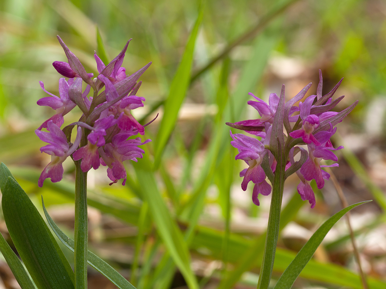 Изображение особи Dactylorhiza romana ssp. georgica.