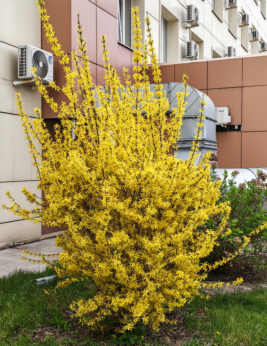 Image of Forsythia × intermedia specimen.