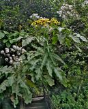род Sonchus. Верхушки цветущих и плодоносящих растений. Португалия, о-в Мадейра, национальный парк \"Рибейру-Фриу\", ≈ 1400 м н.у.м., опушка лаврового леса. 20.08.2025.