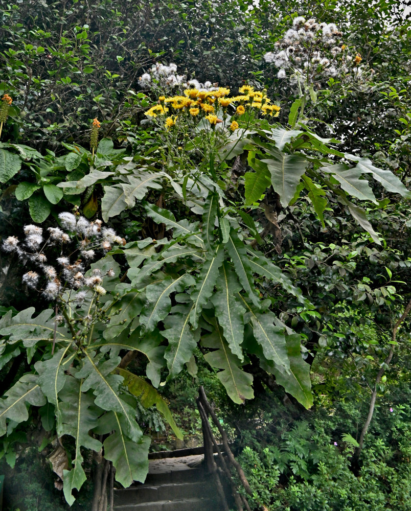 Изображение особи род Sonchus.