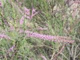 genus Tamarix. Соцветие. Узбекистан. Узбекистан, Каракалпакстан, между и Нукус и Муйнак, обочина дороги. 29 апреля 2026 г.
