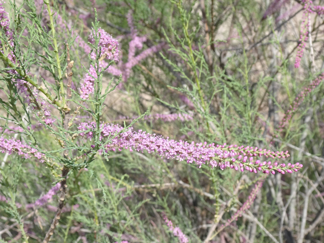 Image of genus Tamarix specimen.