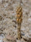 род Orobanche. Бутонизирующее растение в сообществе с Artemisia. Киргизия, Баткенская обл., Баткенский р-н, окр. с. Самаркандык, Туркестанский хр., горы Сары-Тоо, уроч. Мадыген, склон известняковой гряды, переполненной гипсом. 11 мая 2026 г.