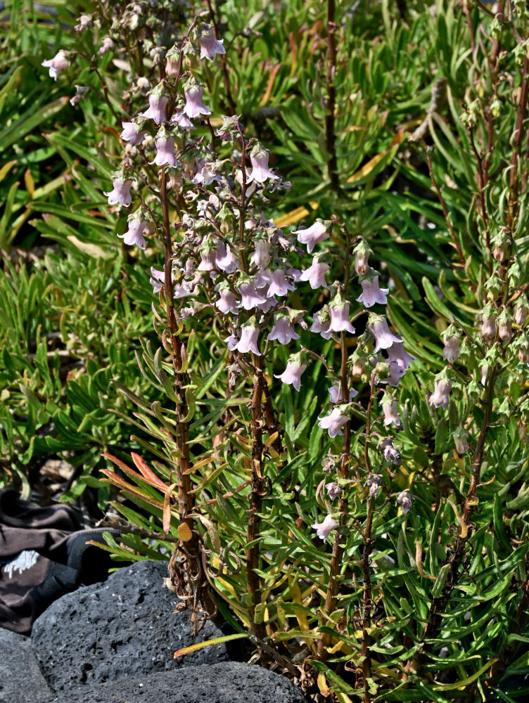 Image of Azorina vidalii specimen.