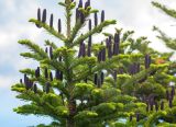 Abies nephrolepis. Верхушка дерева с молодыми шишками. Приморский край, Лазовский р-н, гора Голая, 1500 м н.у.м., елово-пихтовое редколесье. 12.06.2026.