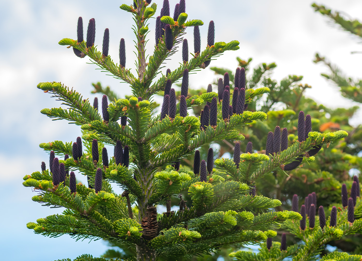 Изображение особи Abies nephrolepis.