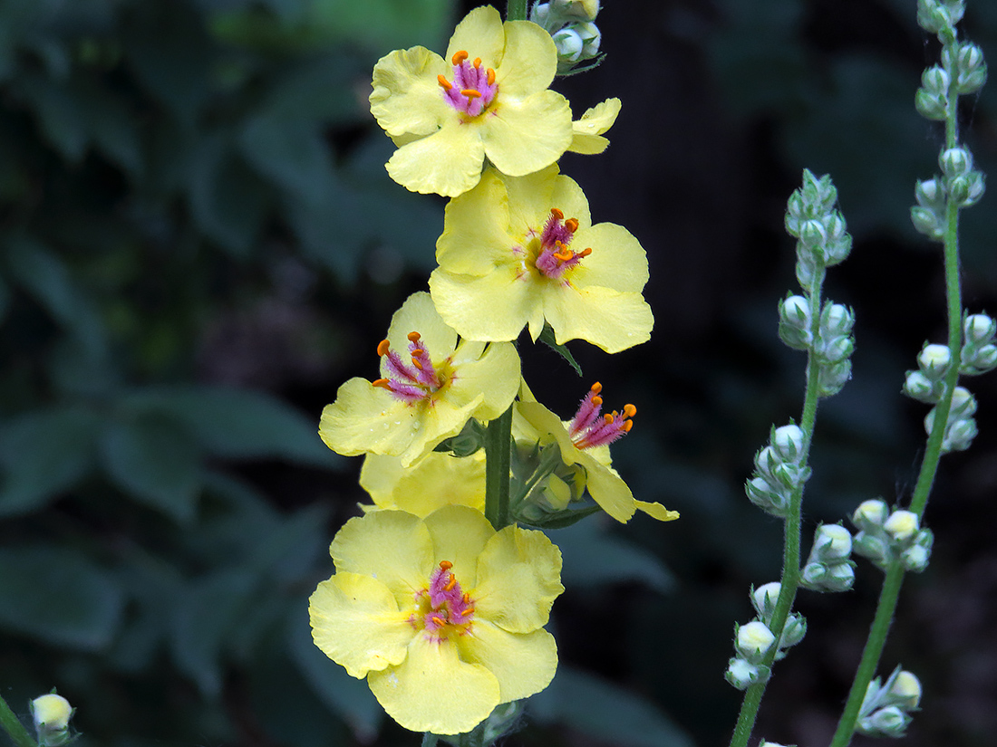 Image of Verbascum marschallianum specimen.