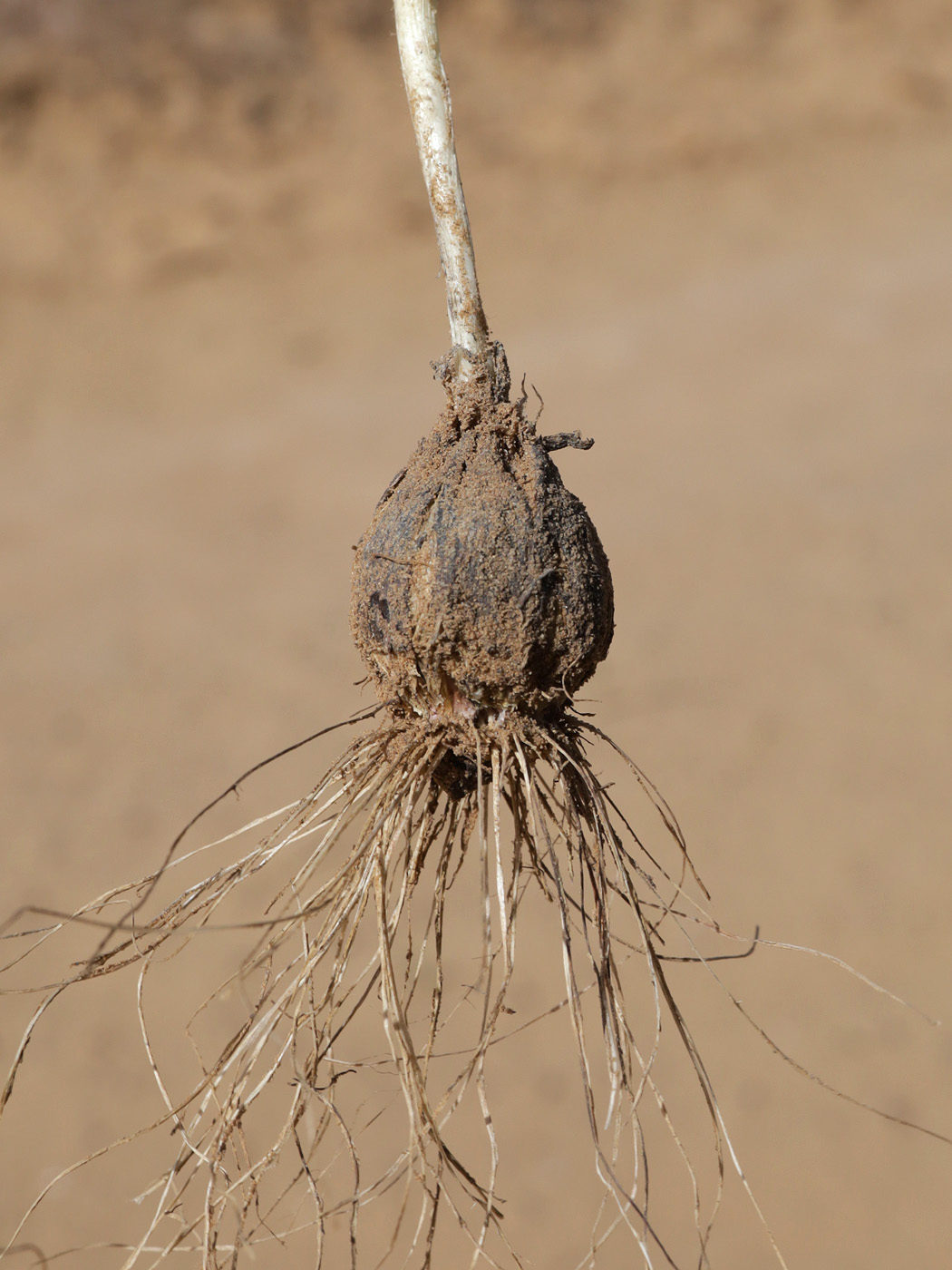 Image of Allium caspium specimen.