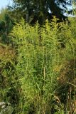 Solidago canadensis. Расцветающее растение. Ленинградская обл., пос. Карташевская, заросший пустырь на окраине. 01.08.2026.
