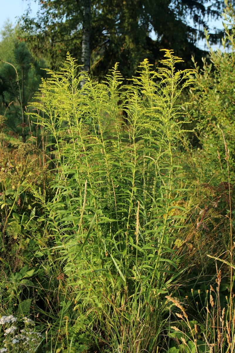 Изображение особи Solidago canadensis.