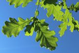 Quercus robur. Верхушка побега (вид на абаксиальную поверхность листьев). Ленинградская обл., Кировский р-н, пос. Дачное, дачный участок. 19.06.2026.