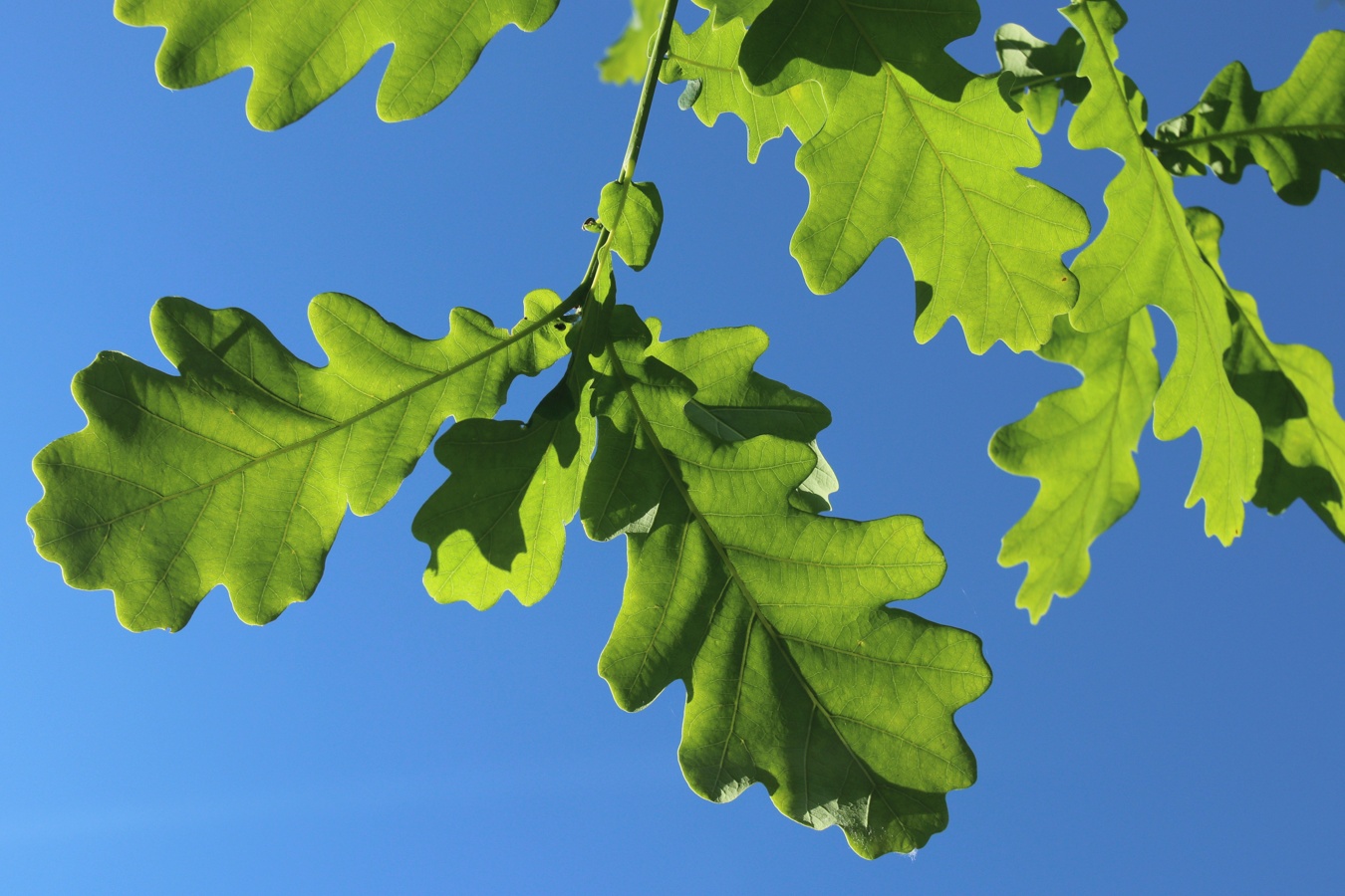 Изображение особи Quercus robur.