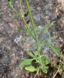 familia Dipsacaceae. Побеги с соцветием в средней части растения. Турция, ил Артвин, дер. Баглик, открытый участок террасы, горная степь, у выхода скалы. 12 июня 2026 г.