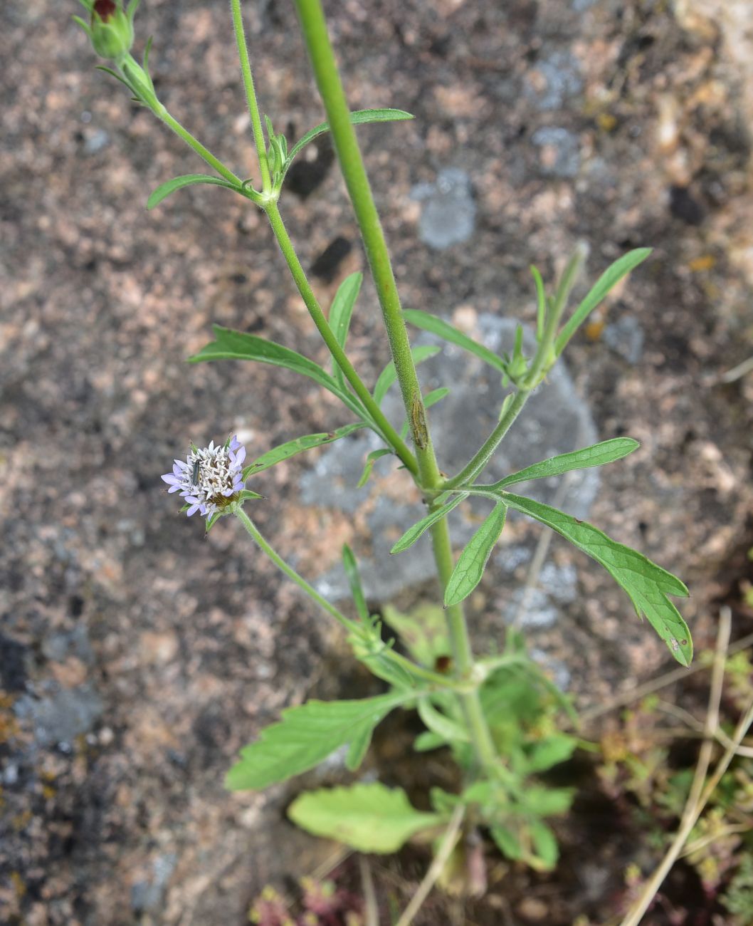 Изображение особи семейство Dipsacaceae.