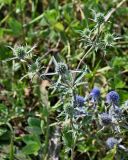 Eryngium planum. Верхушка цветущего растения. Московская обл., гор. округ Домодедово, низовья р. Пахра, луговой склон. 30.08.2026.