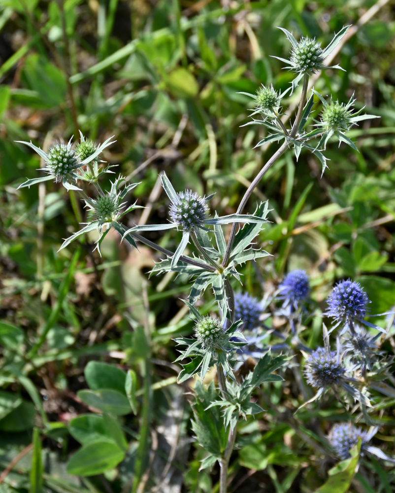 Image of Eryngium planum specimen.