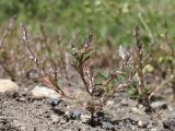 genus Polygonum. Цветущее растение. Таджикистан, Горно-Бадахшанская автономная обл., Шугнанский р-н, окр. кишлака Нимос, дол. р. Гунт, ≈ 2810 м н.у.м., поляна среди зарослей кустарников. 15 июля 2026 г.
