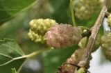 Morus alba. Соплодие. Приморский край, Шкотовский р-н, пос. Подъяпольск, сад. 10.07.2026.