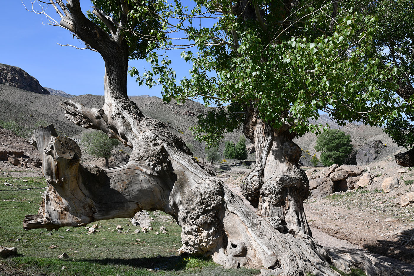 Image of genus Populus specimen.