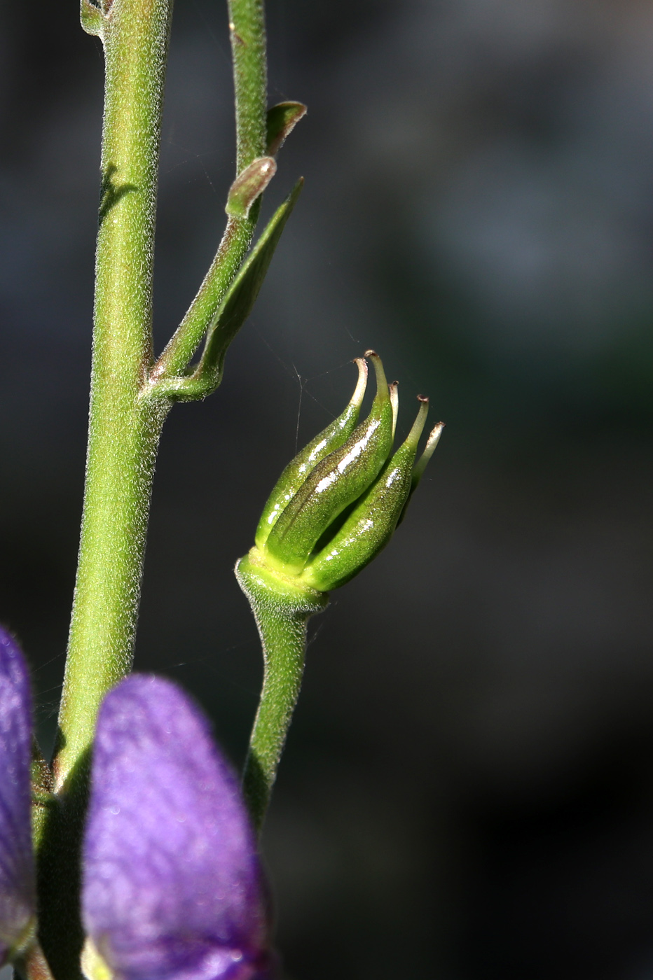 Image of genus Aconitum specimen.