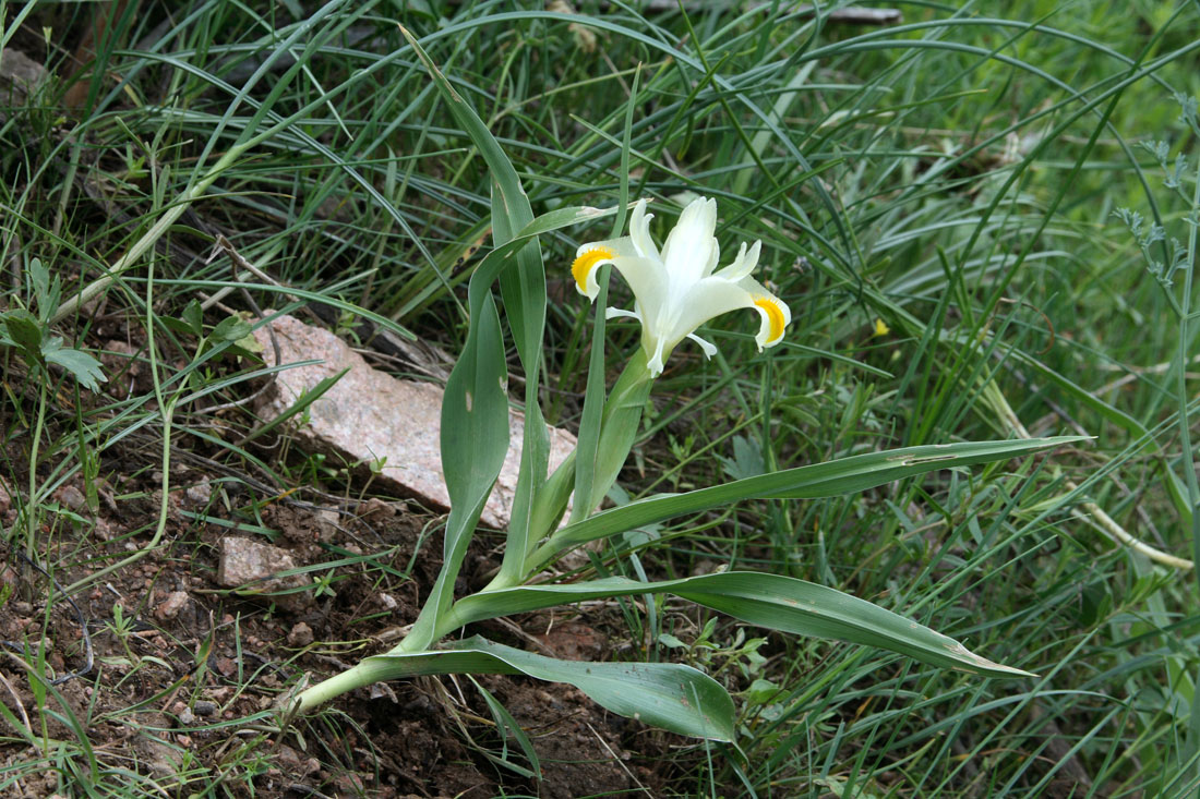 Изображение особи Juno orchioides.