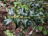 Ilex colchica