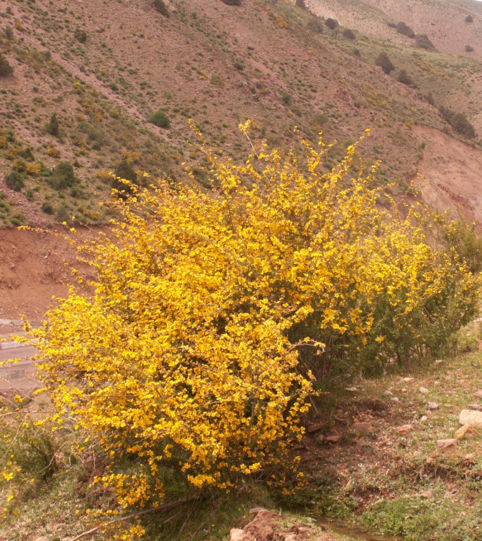 Image of Rosa ecae specimen.