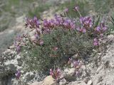 Astragalus subuliformis. Цветущее растение. Восточный Крым, хр. Тепе-Оба. 30.04.2017.