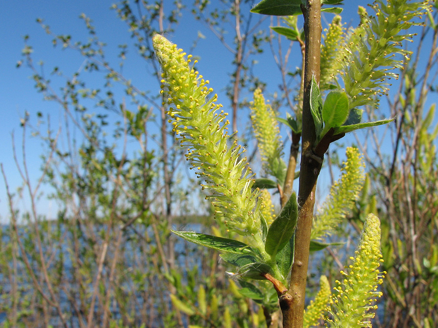 Image of Salix triandra specimen.