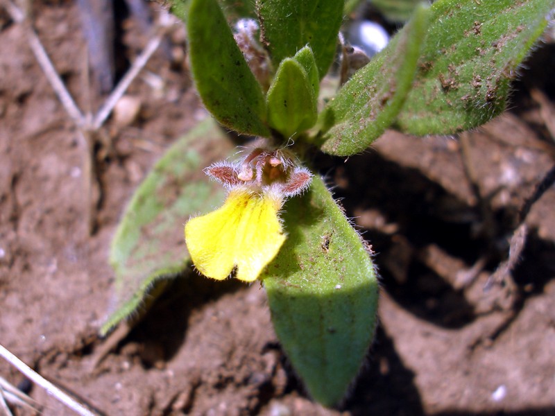 Image of Ajuga salicifolia specimen.
