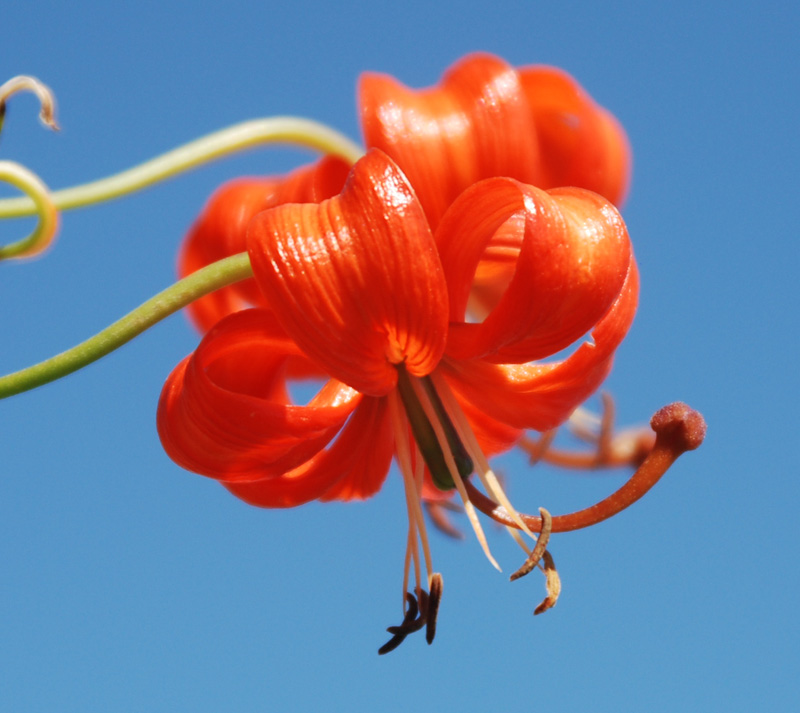 Image of Lilium pumilum specimen.