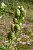 Linaria vulgaris